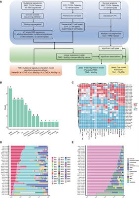 Frontiers Unveiling The Interplay Between Mutational Signatures And